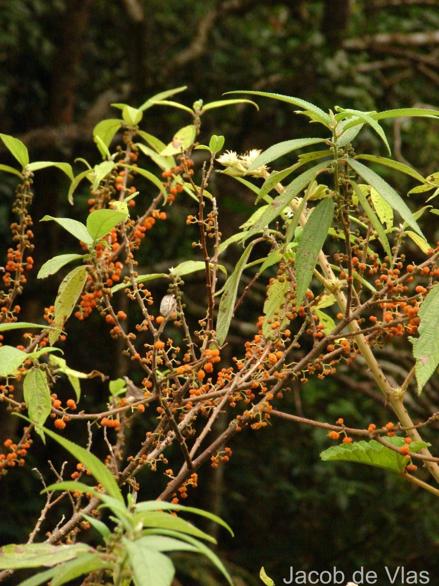Debregeasia longifolia (Burm.f.) Wedd.